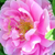 Roza - Park - grm vrtnice - Thérèse Bugnet